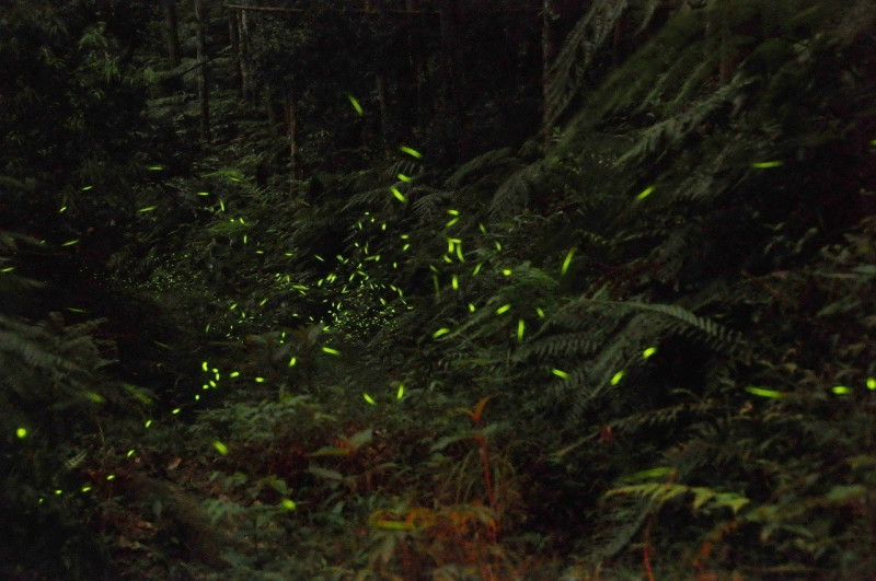 奧萬大森林遊樂園去目前已經發現13種螢火蟲，資源十分豐富。   圖：南投縣林管處/提供