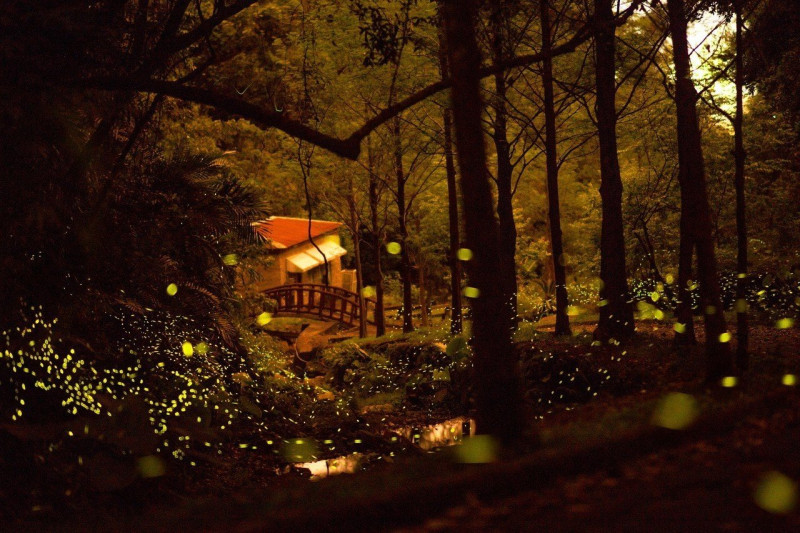 螢火蟲季期間，泰雅渡假村的野溪步道螢光閃閃。   圖：泰雅度假村/提供