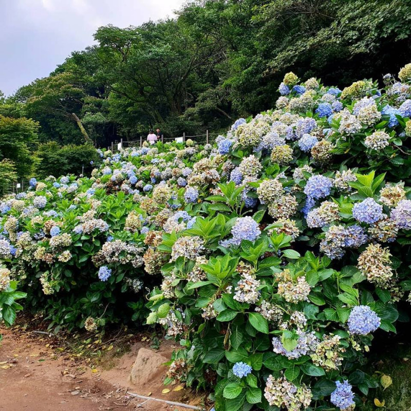 繡球花種類繁多，有淺藍色、純白色、粉紅色等花朵。   圖：翻攝高家繡球花田官網