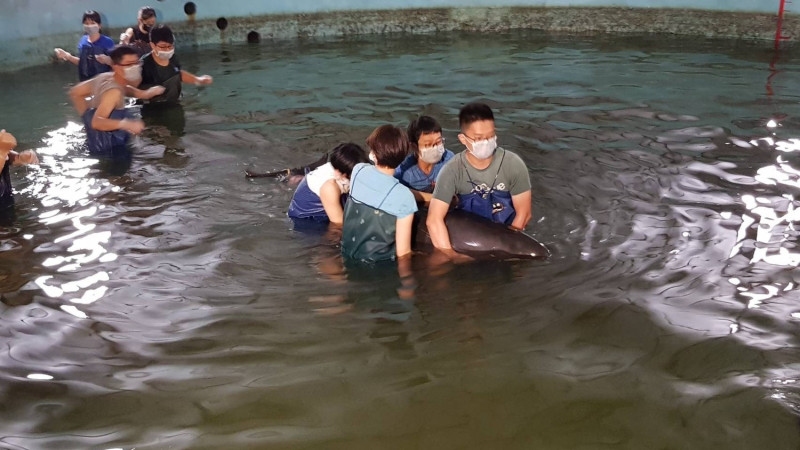 六隻擱淺的小虎鯨中有一隻不幸死亡，其餘恢復良好。（）   圖/海保署提供，nownews