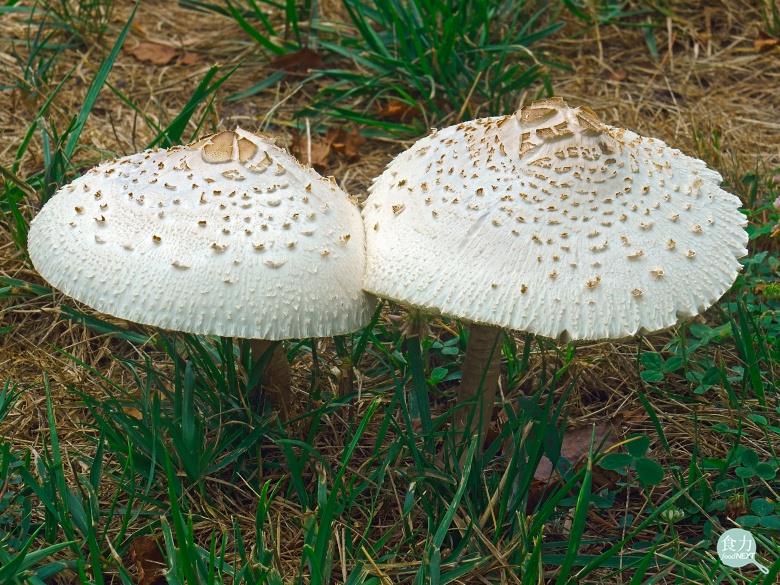 綠褶菇菌褶初期為白色，容易與可食用之白色雨傘菇及雞肉絲菇混淆。   圖：食力