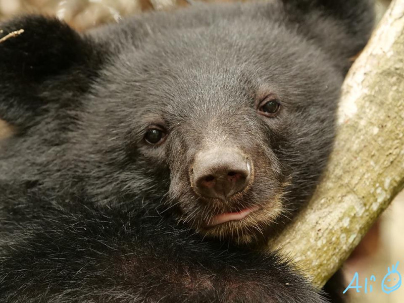 「黑熊媽媽」黃美秀呼籲民眾記住南安小熊的美好，持續為台灣黑熊保育而努力。   圖：取自黃美秀教授臉書