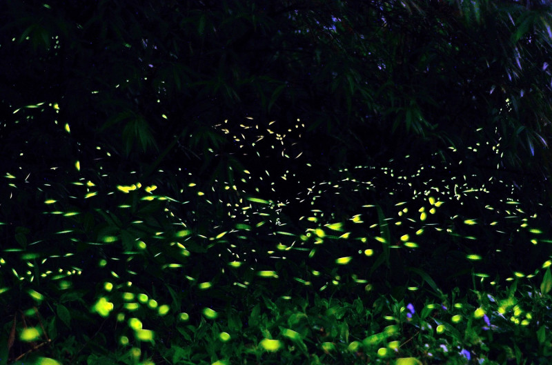 台中大坑的螢火蟲大爆發。   圖：台中市觀旅局/提供