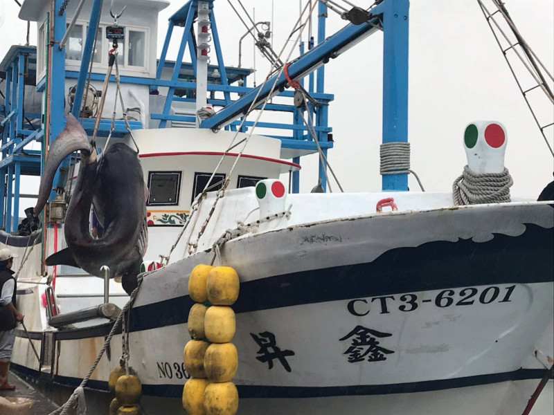 花蓮籍「鑫昇寶36」漁船今（6）日上午06時10分，捕獲罕見巨口鯊。   圖：海洋委員會海巡署東部分署/提供