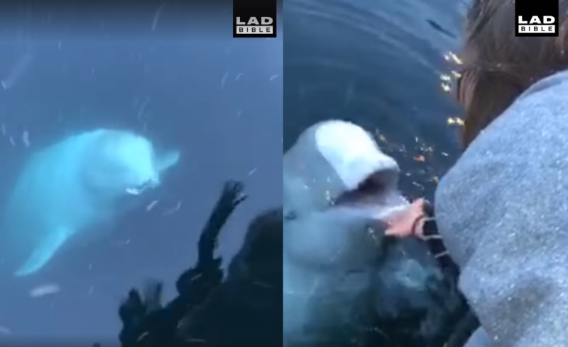 不可思議！iPhone掉海裡　小白鯨叼起送回海面還失主。   圖／翻攝自臉「LADbible 」, 2019.05.07