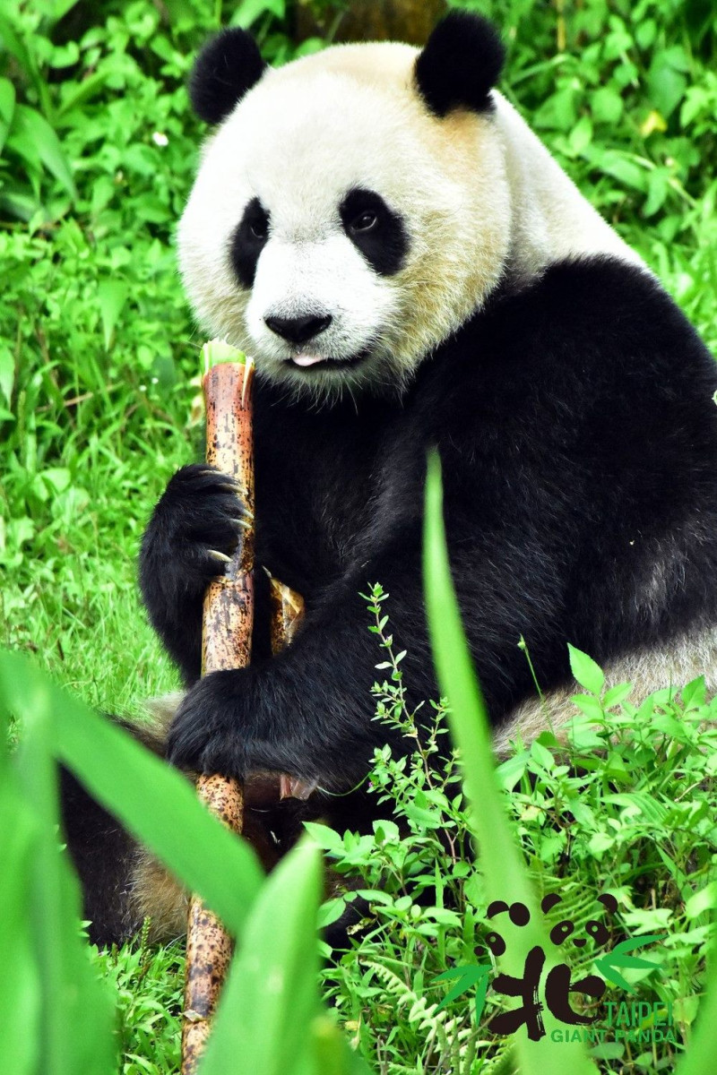 雖然大貓熊很喜歡竹筍，但對於大貓熊來說竹葉、竹桿才能算是「纖維性」主食。   圖：台北市立動物園／提供