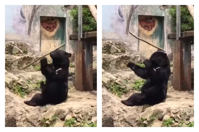 民眾將黑熊可愛模樣拍下發在網路上，讓許多網友直呼「好可愛」。   圖／翻攝自 Twitter 