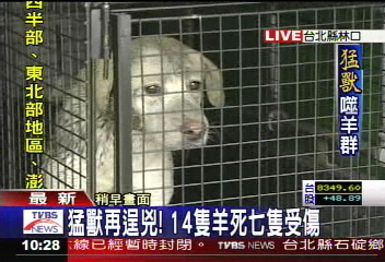 附圖1：2007年6月11日TVBS報導，台北縣林口嘉寶村8日傳出有老虎出沒，咬死農場裡的12隻乳羊，縣長率領「打虎大隊」，最後卻捕獲這隻「老虎」。   