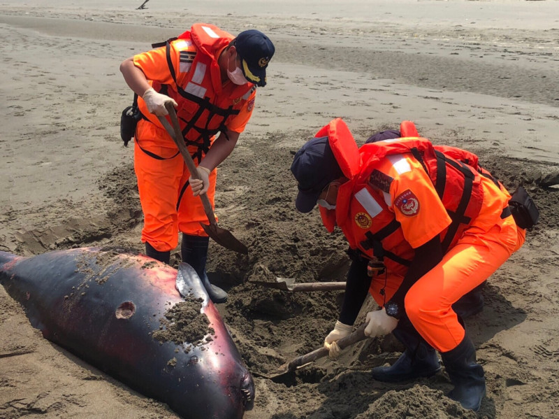 苗栗今（14）日發現一隻擱淺死亡之鯨豚，將於明日到現場實施採樣並解剖以釐清死因。   圖：海巡署中部分署／提供