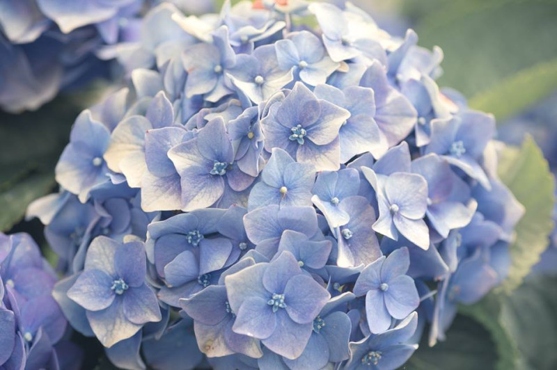 繡球藍紫浪漫越來越受歡迎。   圖：chuufly ku／攝