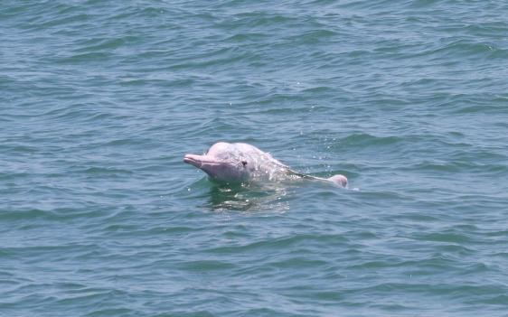海巡署中部分署於台中沿海發現白海豚蹤跡。   圖：取自海洋委員會海洋保育署官網