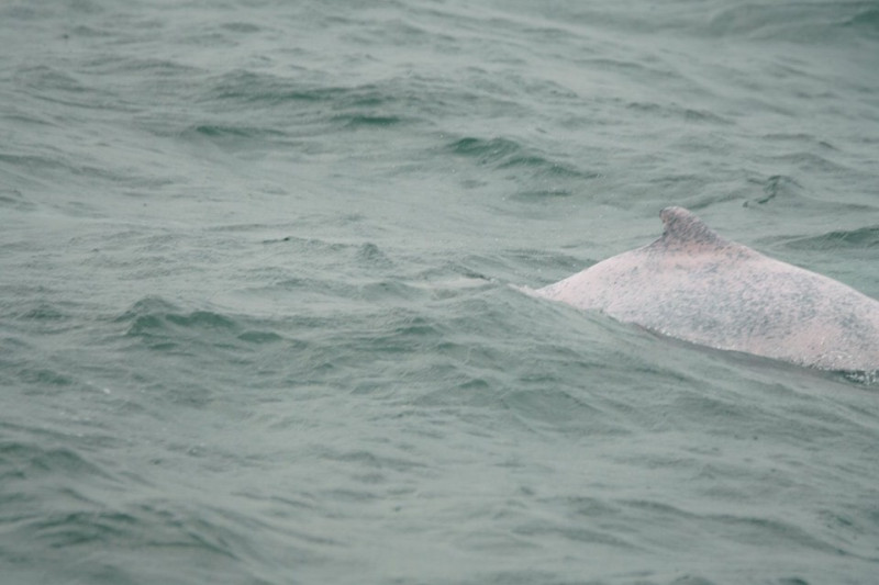 海巡署今（17）日出海發現5隻白海豚與瓶鼻海豚一家族同游。   圖：海巡署／提供