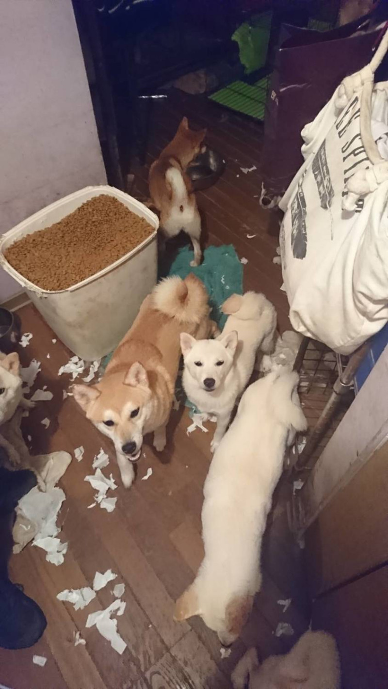 林姓男子養了20多隻狗，卻未節育、登記，被動保處開罰5萬3千元。   圖：新北市動保處