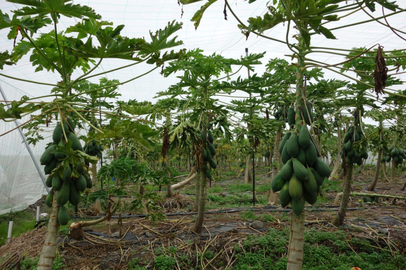 近日連日暴雨致使木瓜損失慘重，圖為木瓜園示意圖。   圖：取自農委會農村風情網