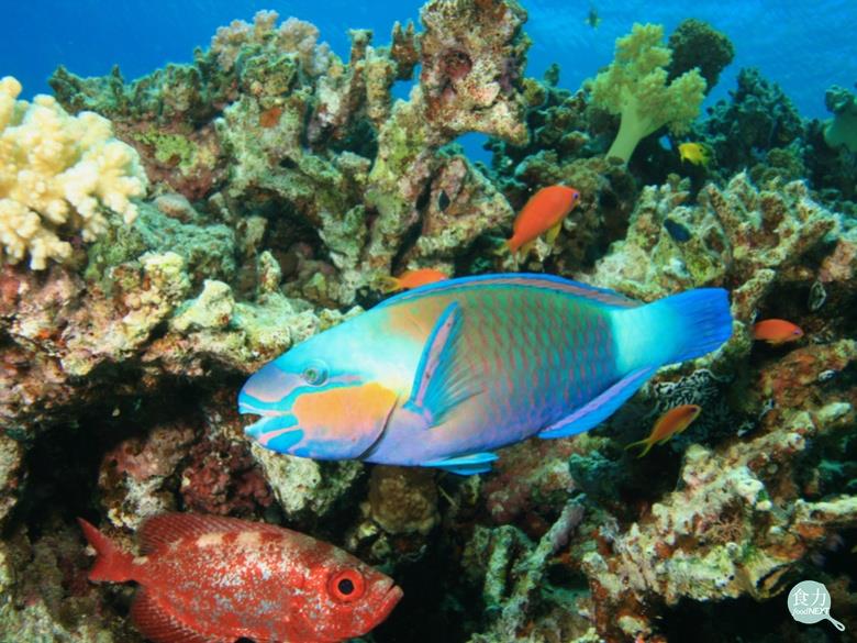 有數百種熱帶或亞熱帶珊瑚礁魚類，攝食後可能引起「熱帶性海魚毒（Ciguateric toxins）中毒」。   圖：食力