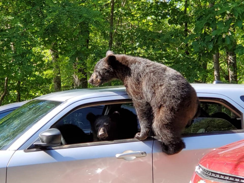 熊熊們努力地破壞莫里斯的車，似乎還想把車開走！   圖/Facebook@Chad Morris