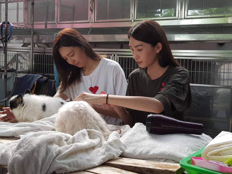 凱渥名模藝人王心恬（左）、林蔚廷，幫板橋動物之家收容的狗狗理毛。   圖／新北市動保處提供