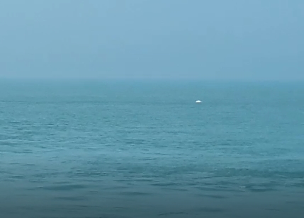 台灣白海豚國際顧問團成員陳昭倫表示，這次的白海豚目擊紀錄來自桃園永安漁港的漁船，拍攝到一群共4隻白海豚，分別為2大2小。   圖：「珍愛桃園藻礁」臉書粉絲專頁提供