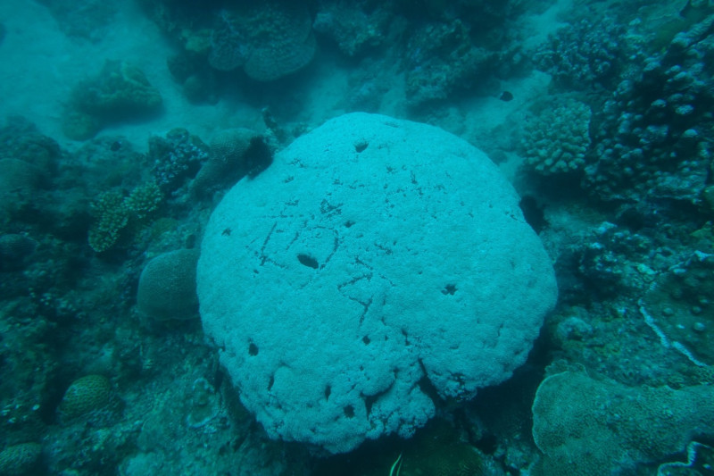 一名趙姓女子至小琉球遊玩潛水，竟在活珊瑚上刻下自己的名字。   圖／翻攝自靠北潛水臉書