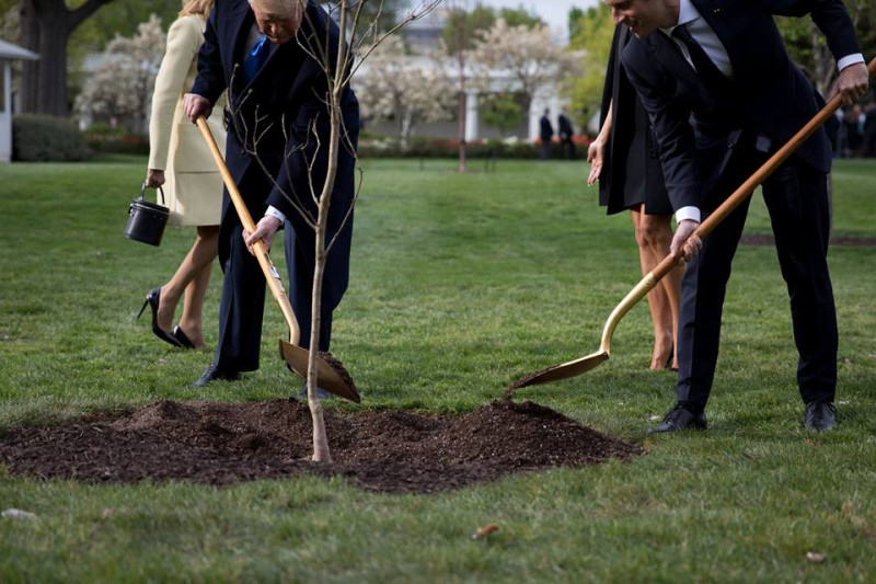 2018年4月，法國總統馬克宏（前排右起）送美國總統川普1棵橡樹苗，2人合栽在白宮草坪，但樹苗並未存活。   圖：翻攝自馬克宏臉書