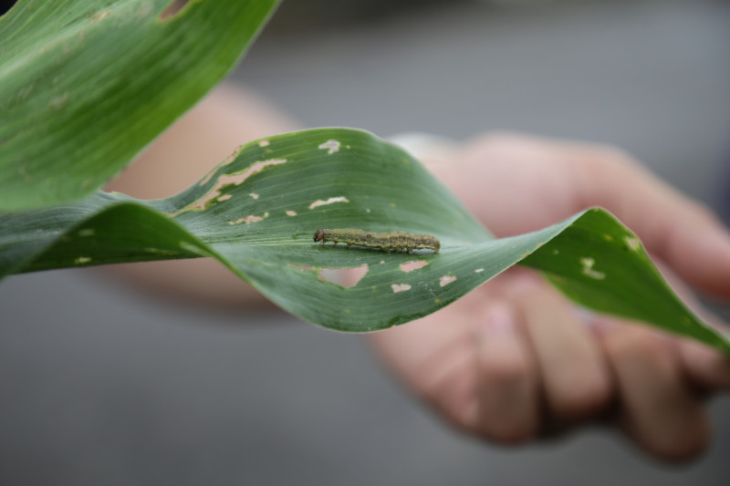 秋行軍蟲被列為國際上的嚴重農業害蟲，對包含小麥、玉米、高粱、稻米等禾本科作物產量影響2到3成   圖：嘉義縣政府/提供