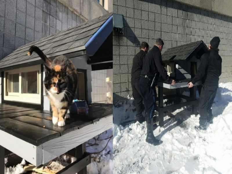 SWAT Cat擄獲波士頓特種警察們的心，並為自己得到一間豪華貓屋。   圖／bpdnews