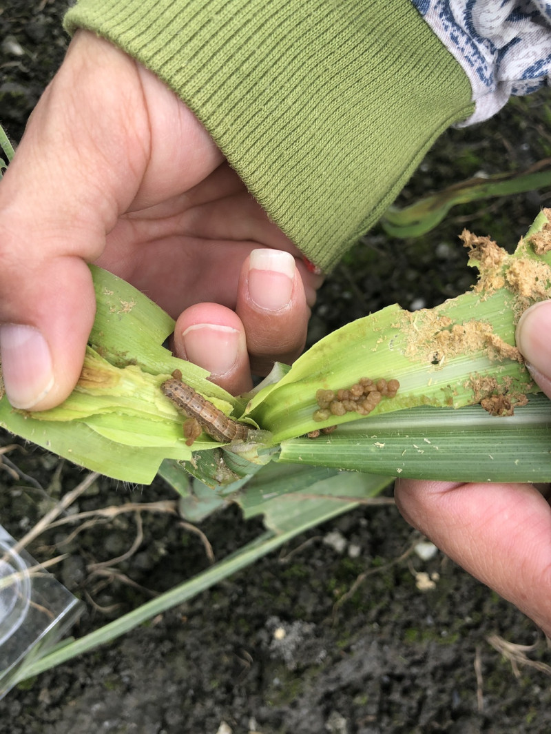 花蓮昨（13）日發現疑似秋行軍蟲幼蟲案例。   圖：花蓮縣政府／提供