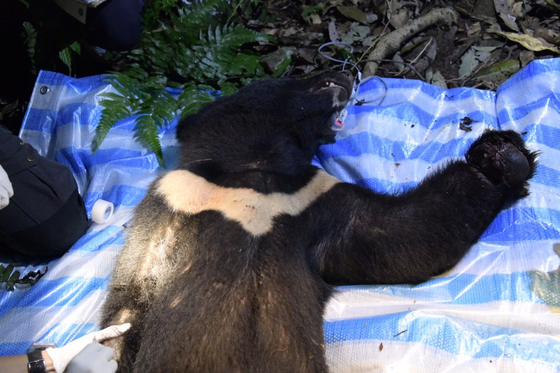 已斷掌的黑熊10日晚間被發現又誤觸非法陷阱，令人心疼。   圖：花蓮林管處/提供