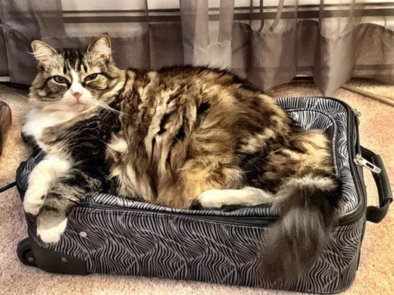 薩曼莎的貓生當中最重大的樂趣就是在房子裡的各個地方打盹，其中牠特別熱愛在勞的行李箱裡睡覺。   圖/Heather Law