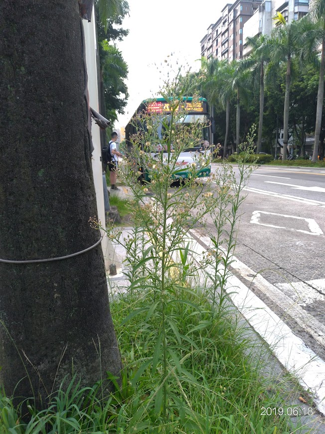 台北市仁愛路和光復南路口的公車島，雜草長到將近1公尺高。   圖：楊宏基/攝