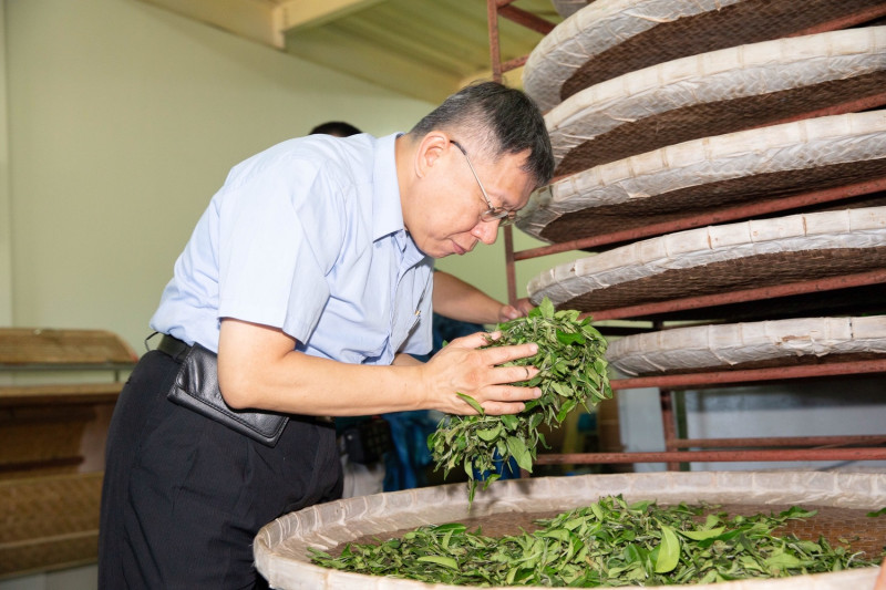 台北市長柯文哲今起參訪花東，參觀初鹿佳芳有機茶園。   圖：柯粉俱樂部 / 提供
