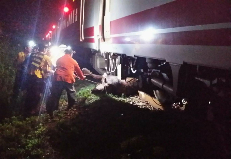 448車次普悠瑪自強號撞牛事故。   圖/台鐵提供