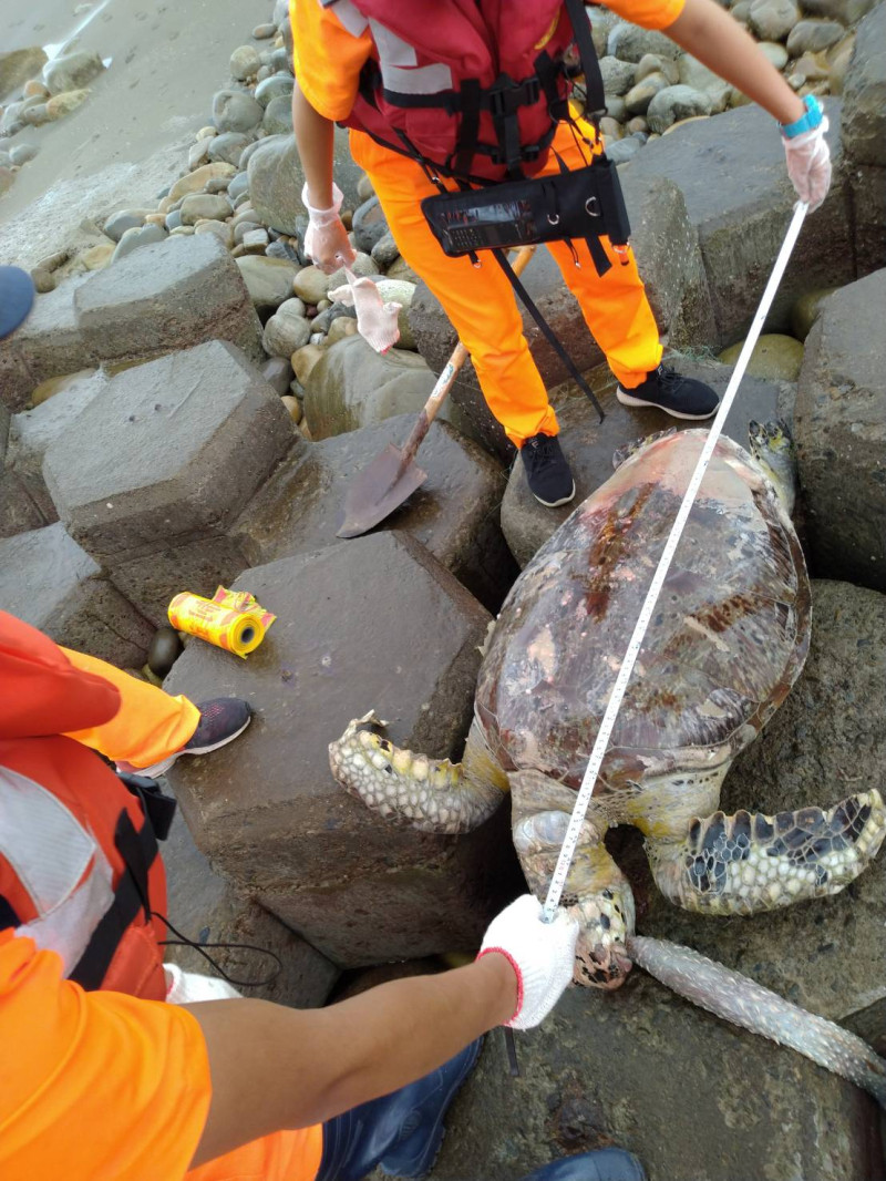 第三岸巡隊表示，抵達現場後，發現該海龜已無生命跡象，經測量後，該海龜體長約114公分、寬約60公分。   圖：海巡署中部分署/提供