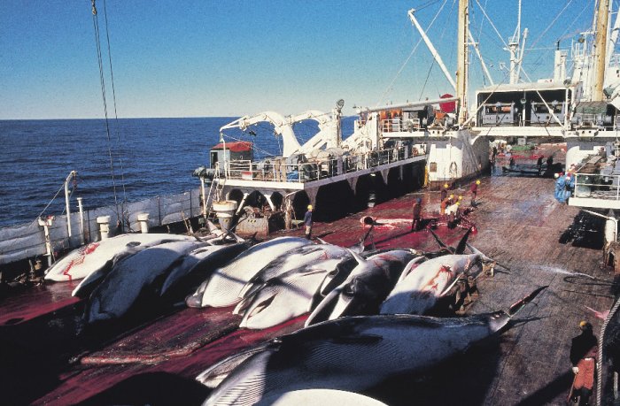 日本不顧國際反對聲浪，將自7月1日起重啟商業捕鯨活動，圖為1986年日本捕鯨船上的血腥屠鯨畫面。   圖：翻攝自海洋守護協會官網