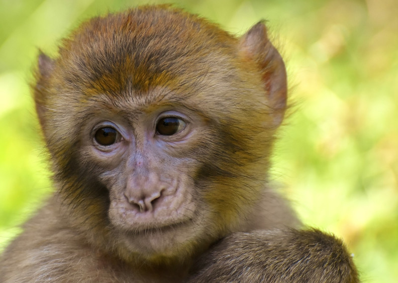 日本沖繩市的「沖繩兒童王國動物園」昨（27日）發生一起猴子集體開籠逃跑的事件，一共有14隻猴子脫逃。示意圖。   圖：翻攝自pixabay（資料照片）