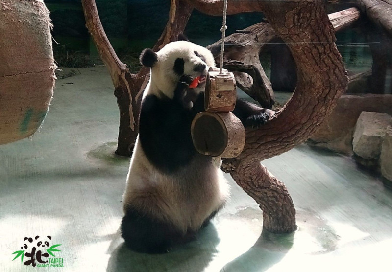 熊貓「圓仔」。   圖：台北市立動物園／提供