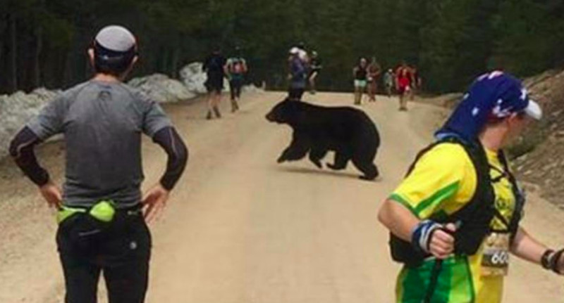 美國一場馬拉松比賽，突然出現一隻大黑熊亂入賽道，讓參賽者看到後嚇的不敢動。   圖：nownews提供