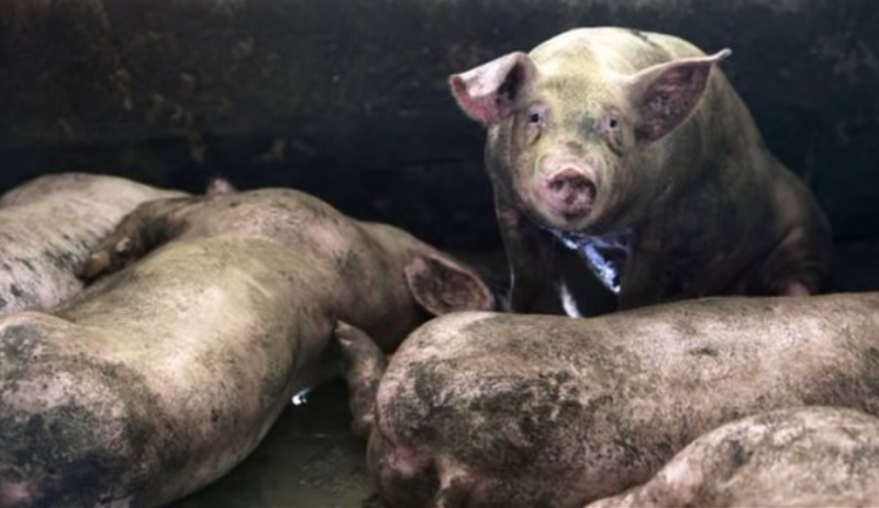 聯合國糧農組織 (FAO) 8月9日發布新聞稿表示，指受非洲猪瘟疫情的影響，亞洲目前已經有近500萬頭豬死亡或被宰殺。   圖：翻攝自Youtube(示意畫面）