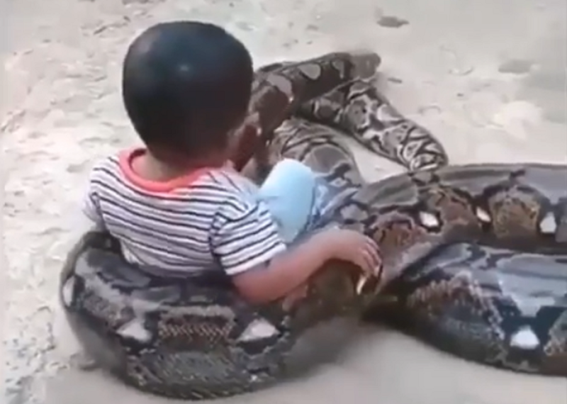 影片中男童把這條巨蟒當椅子坐下。   圖／翻攝 reptiletube IG