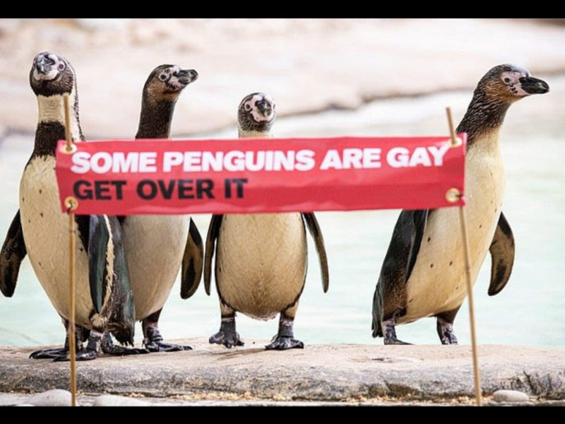 倫敦動物園在企鵝區內拉起一面布條，上面寫著：「有些企鵝是同志，那又怎樣！」   圖/ZSL London Zoo