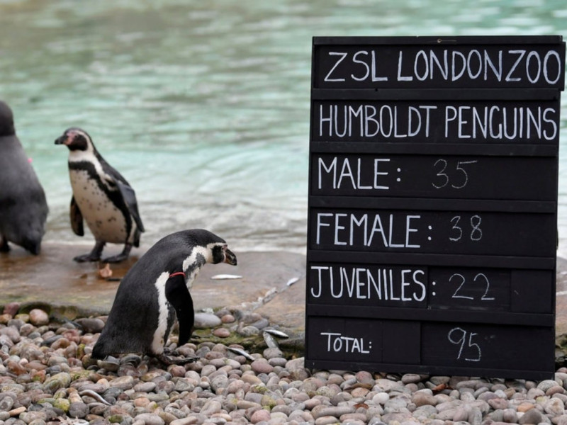 園內飼有95隻漢波德企鵝，其中3對企鵝為同性伴侶。   圖/Reuters