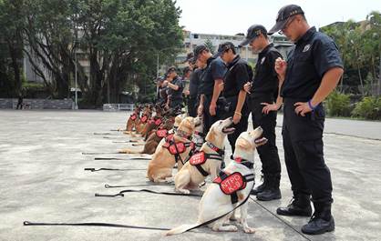 警犬需要大量的訓練及出勤，因此日常飼養及健康照護也很重要。   圖：新北市政府動保處／提供