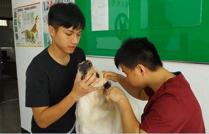 警員孫法祺（左）帶著他的搭檔警犬「多多」給獸醫師進行耳道健康檢查。   圖：新北市政府動保處／提供