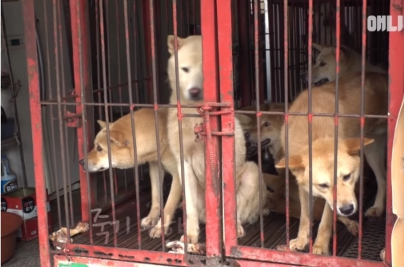 韓國有許多販售狗肉的市場，讓許多狗狗必須面對被宰殺的命運。   圖／翻攝自FB@SBS TV동물농장x애니멀봐