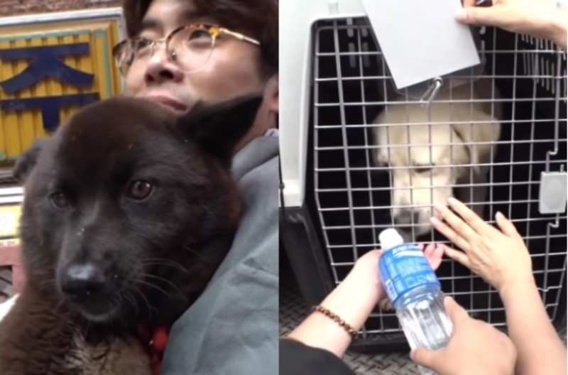 工作人員都盡力地安撫被救出的狗兒。   圖／翻攝自FB@SBS TV동물농장x애니멀봐