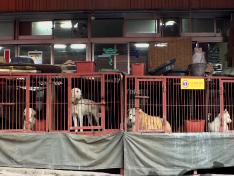 釜山最大的狗肉市場已正式邁入歷史。   圖／翻攝自FB@SBS TV동물농장x애니멀봐