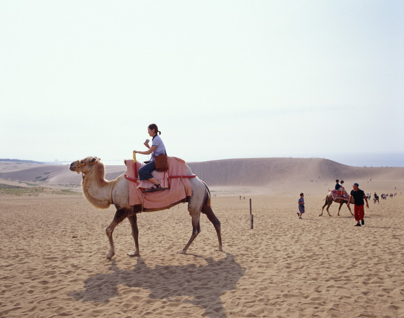 鳥取砂丘可以騎駱駝，假想自己身在沙漠中，是另類浪漫。   圖：華信航空官網／提供