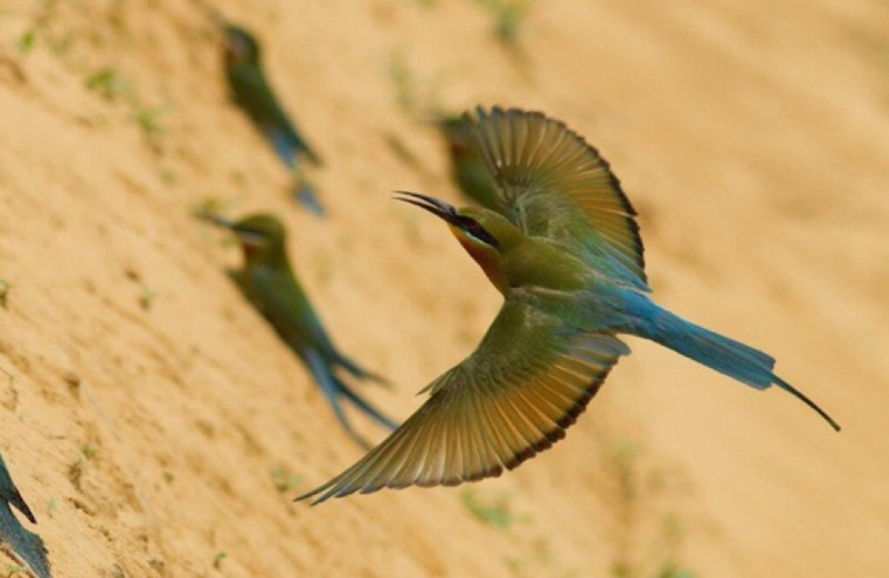 「栗喉蜂虎」屬於過境金門的夏候鳥，每年4到8月都會有上千隻來到金門築巢、繁殖。   圖/金門國家公園提供