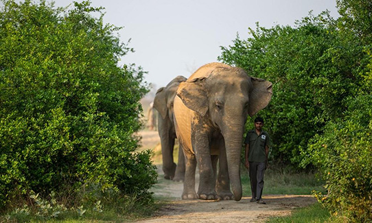 根據野生動物協會（WSO）估計，全世界約60%的大象在印度，佰牠們一直被奴役。   圖：翻攝自野生動物協會