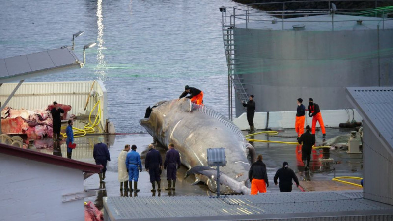 冰島2006 年啟動商業捕鯨，每年都有一定配額，今年申請到執照的業者已經宣布，今夏不捕鯨。   圖：翻攝自冰島TV station RUV 
